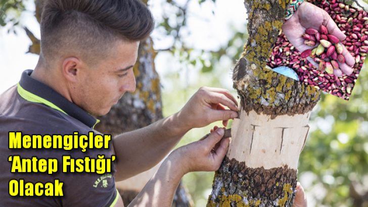 Menengiçler “Antep fıstığı” olacak