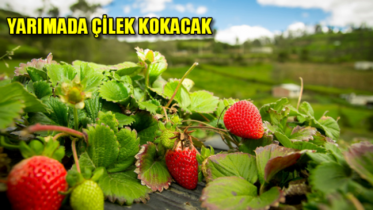 Yarımada çilek kokacak