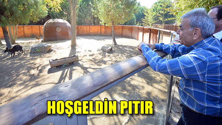 Hoşgeldin Pıtır