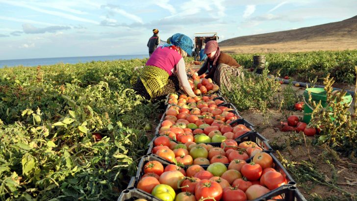 Başbakan’ın İzmir’de açıkladığı Milli Tarım Projesi neleri kapsıyor?