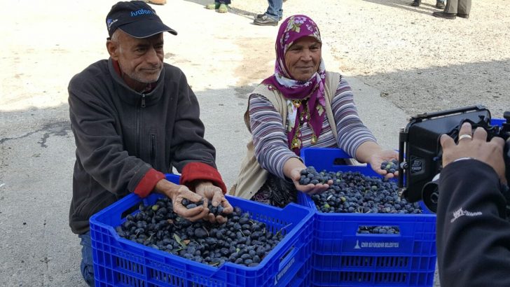Zeytin üreticisine kalite desteği
