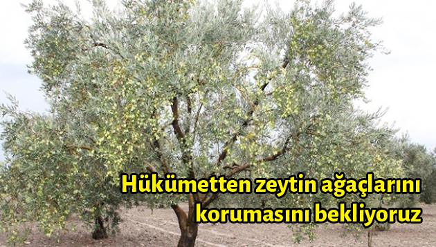 Hükümetten zeytin ağaçlarını korumasını bekliyoruz