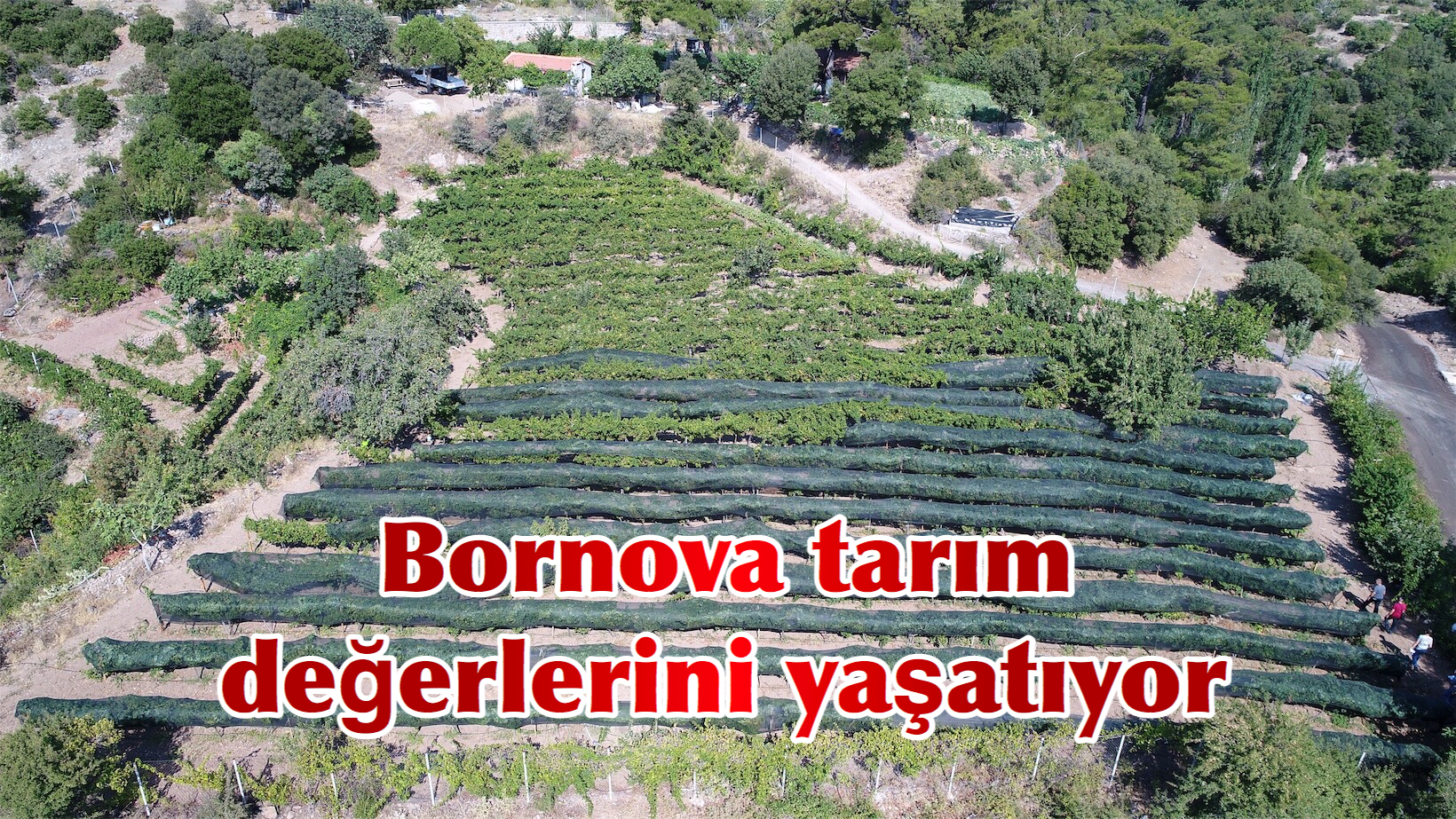 Bornova tarım değerlerini yaşatıyor