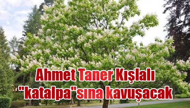 Ahmet Taner Kışlalı “katalpa”sına kavuşacak