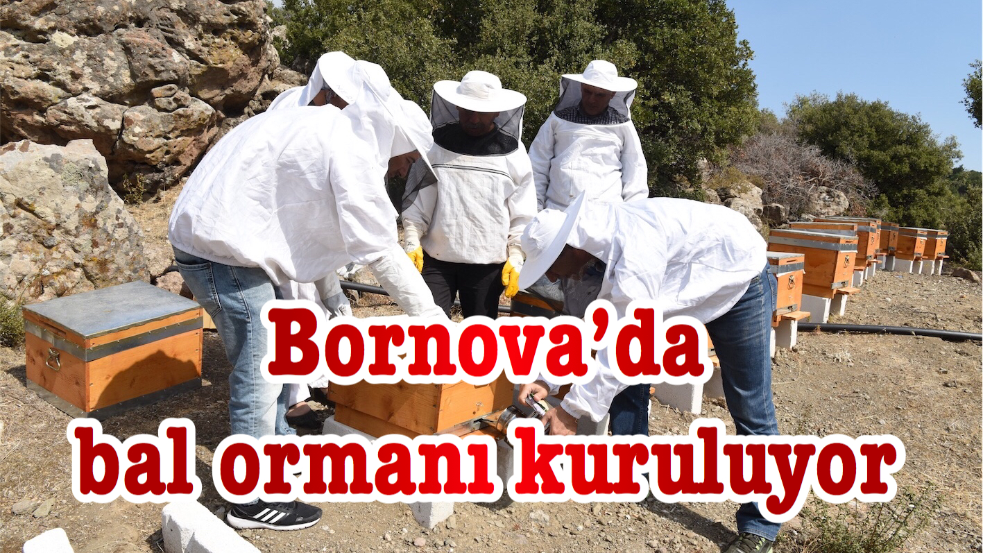 Bornova’da bal ormanı kuruluyor