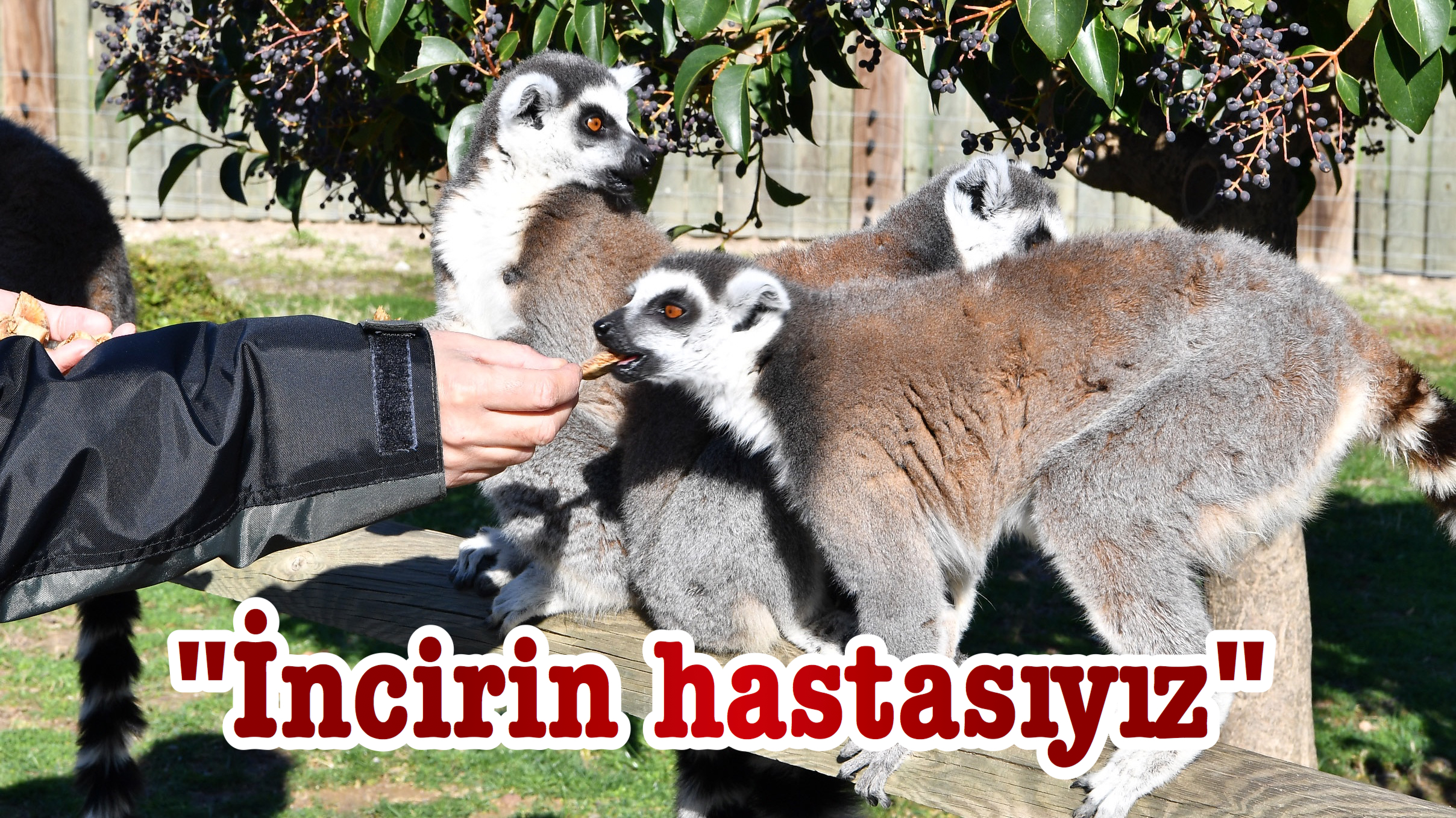 “İncirin hastasıyız”