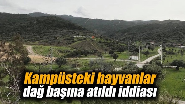 Kampüsteki hayvanlar dağ başına atıldı iddiası