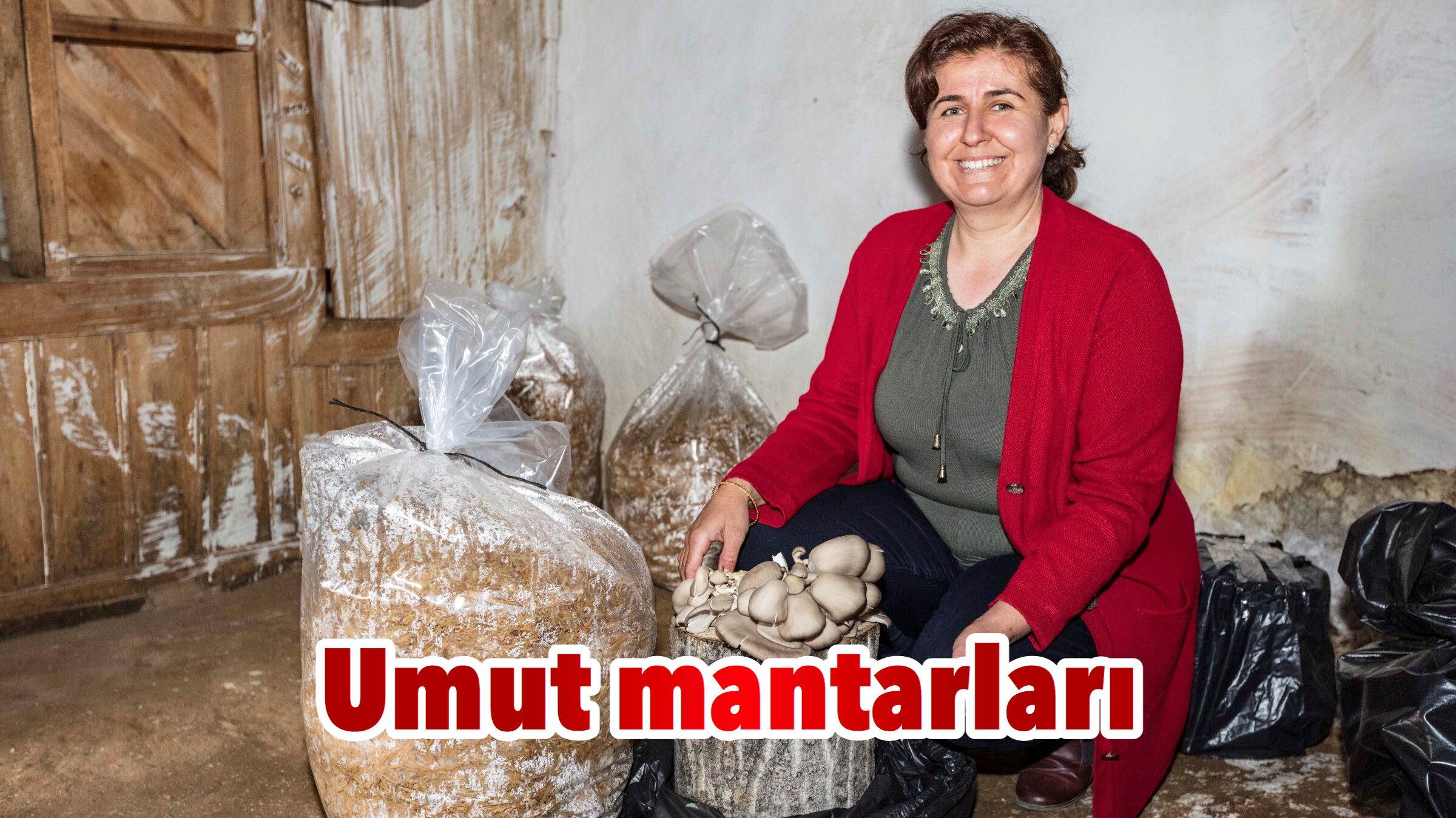 Umut mantarları