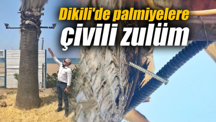 Dikili’de palmiyelere çivili zulüm