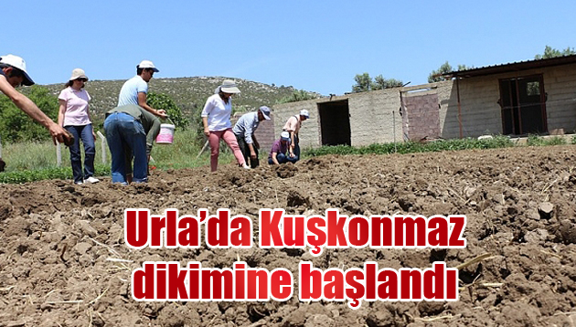 Urla’da Kuşkonmaz dikimine başlandı