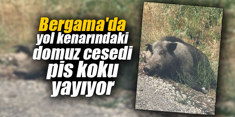 Bergama’da yol kenarındaki domuz cesedi pis koku yayıyor
