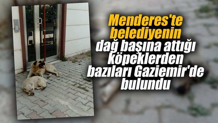 Menderes’te belediyenin dağ başına attığı köpeklerden bazıları Gaziemir’de bulundu