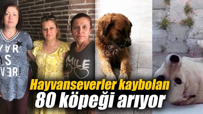 Hayvanseverler kaybolan 80 köpeği arıyor