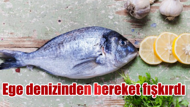 Ege Denizinden bereket fışkırdı