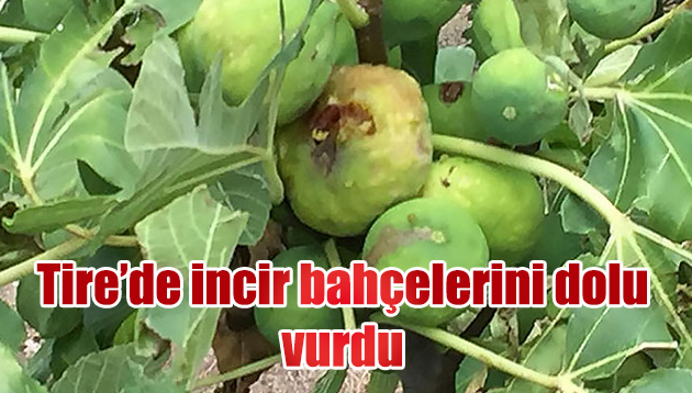 Tire’de incir bahçelerini dolu vurdu