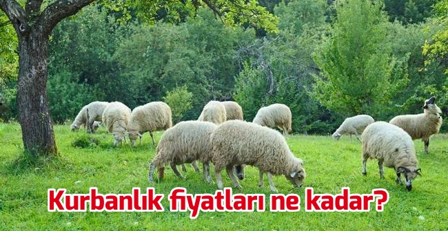 Kurbanlık fiyatları ne kadar olacak?