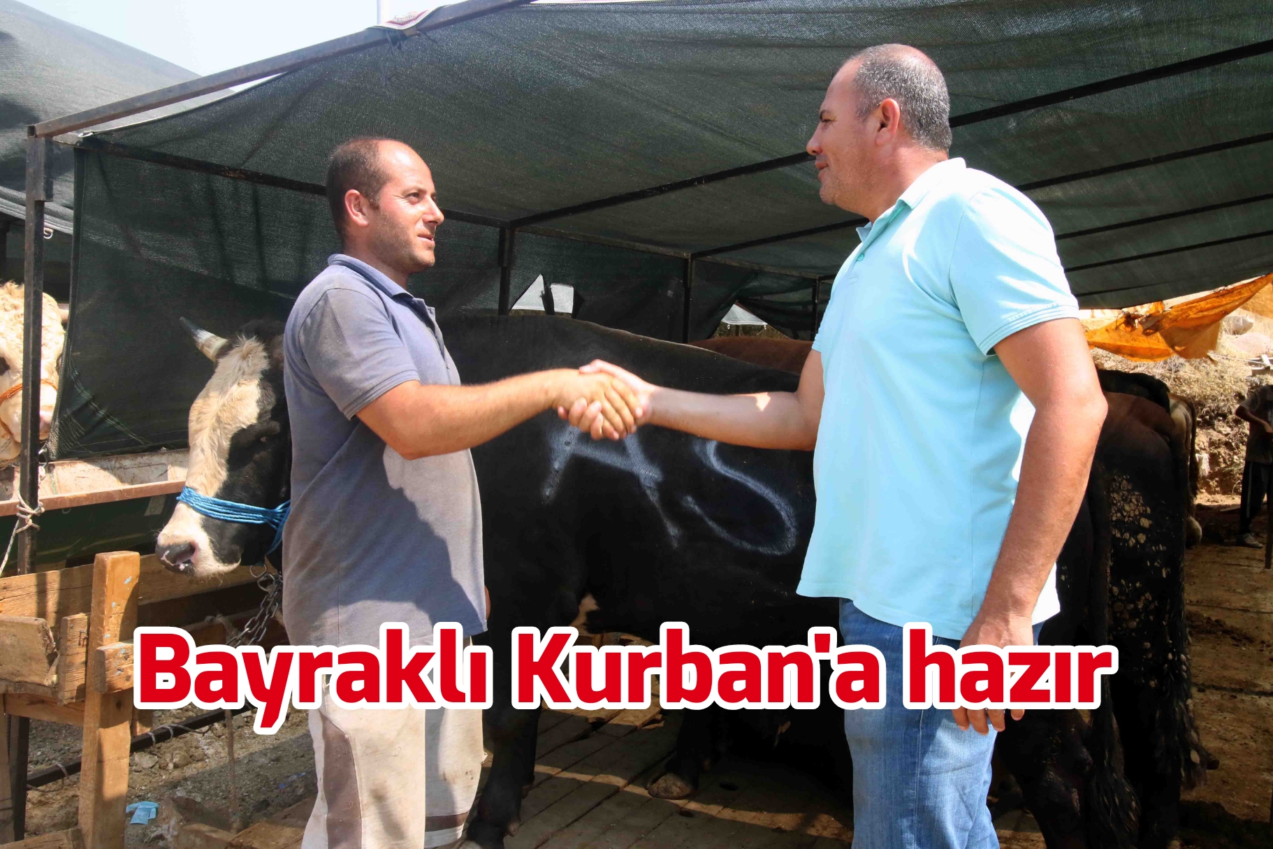 Bayraklı Kurban’a hazır