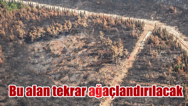 Yanan o alan ağaçlandırılacak