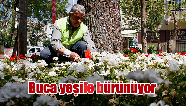 Buca yeşile bürünüyor 