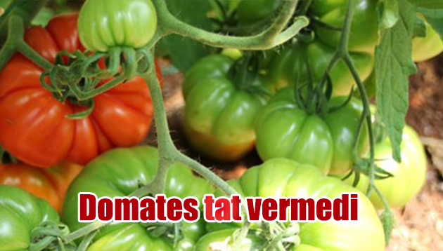 Domates tat vermedi