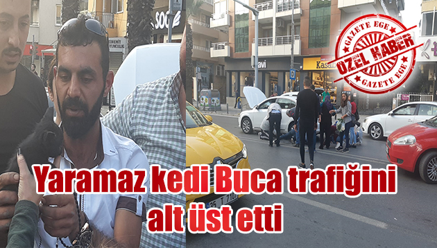 Yaramaz kedi Buca trafiğini alt üst etti