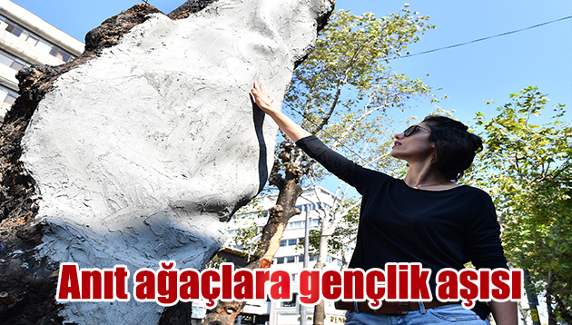 Anıt ağaçlara gençlik aşısı