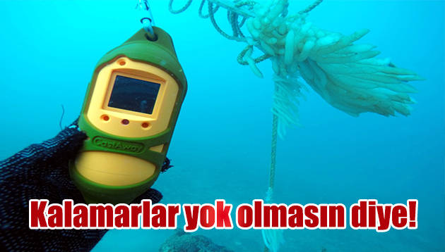 Kalamarlar yok olmasın diye!