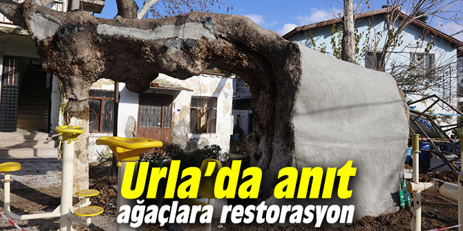 Urla’da anıt ağaçlara restorasyon