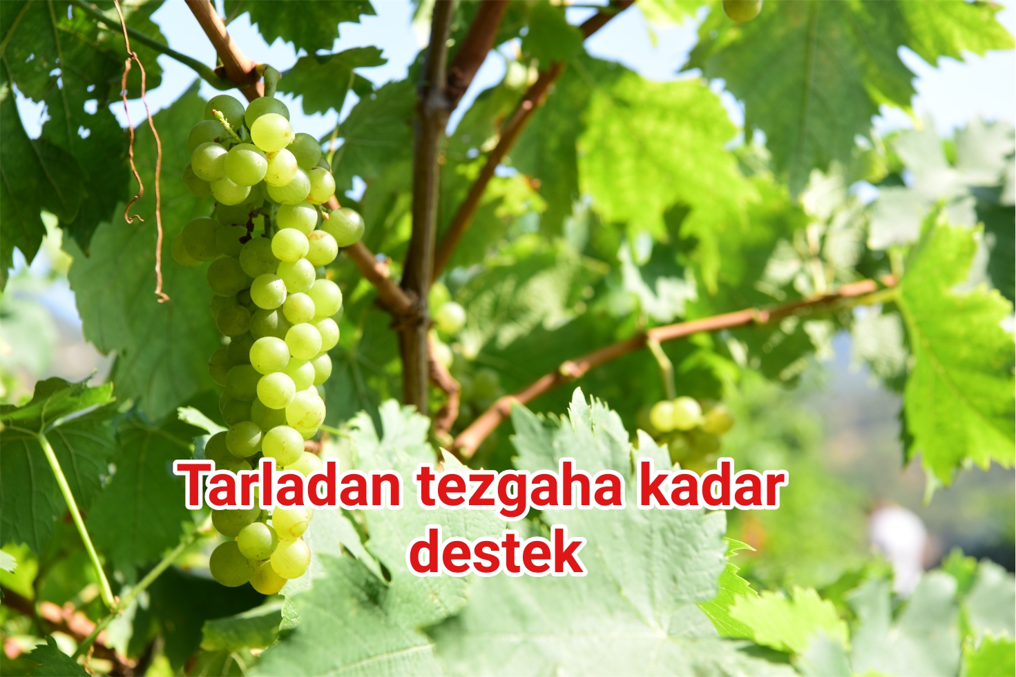 Tarladan tezgaha kadar destek