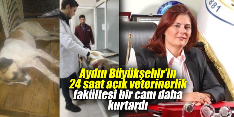 Aydın Büyükşehir’in 24 saat açık veterinerlik fakültesi bir canı daha kurtardı