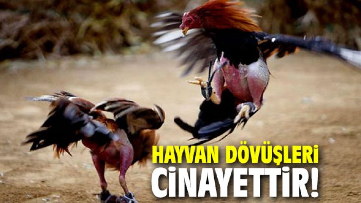 Hayvan dövüşleri cinayettir!
