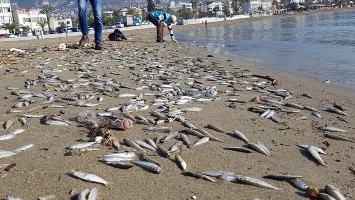 Alanya’da binlerce balık sahile vurdu