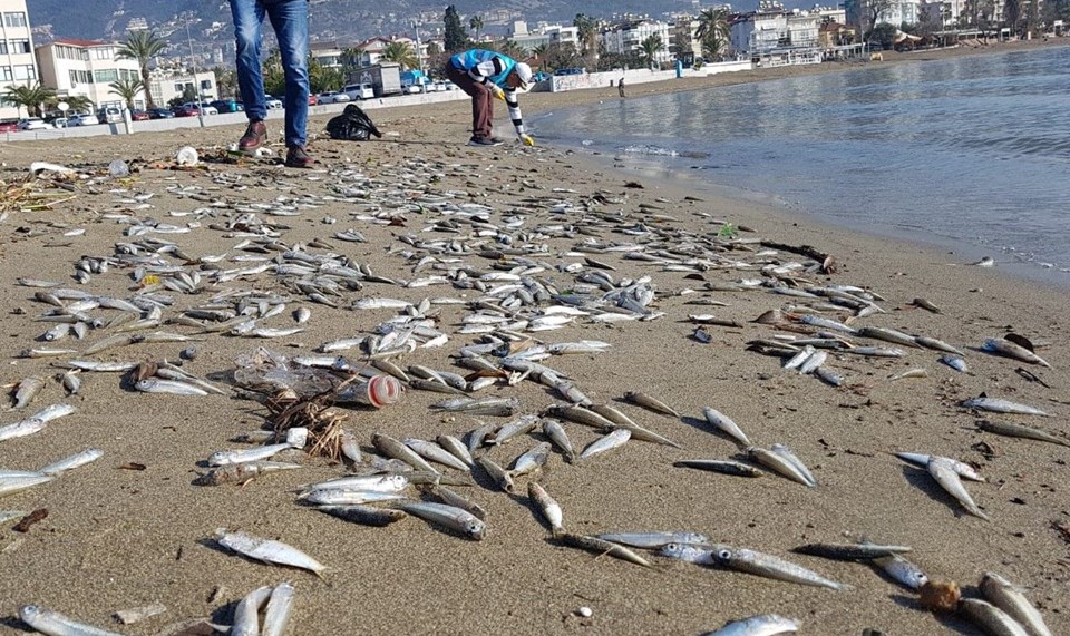 Alanya’da binlerce balık sahile vurdu