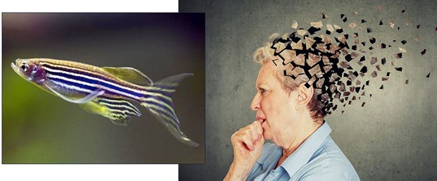 Alzheimer’ın çaresi zebra balığında olabilir!