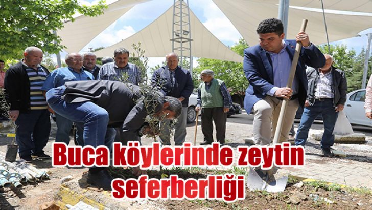 Buca köylerinde zeytin seferberliği