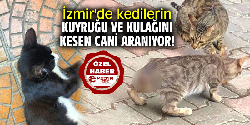 İzmir’de kedilerin kuyruğu ve kulağını kesen cani aranıyor!
