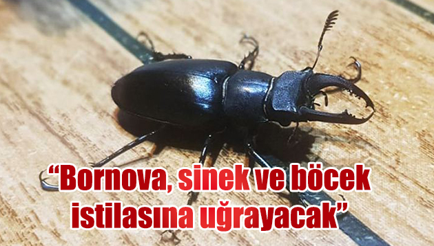 “Bornova, sinek ve böcek istilasına uğrayacak”