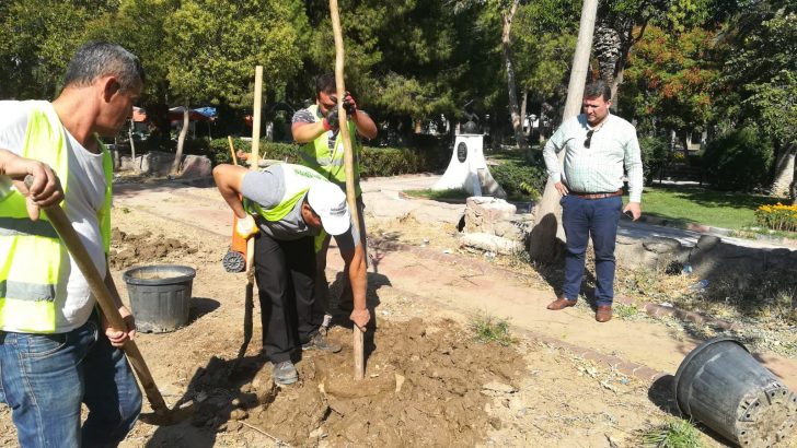 Menemen Belediyesi kurumuş ağaçların yerine yenilerini dikti