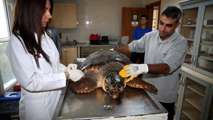 Bostanlı sahilinde caretta caretta alarmı
