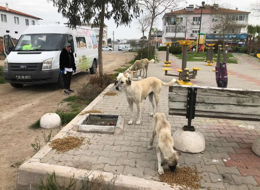 Çiğli Belediyesi Sokak Hayvanlarını Unutmadı