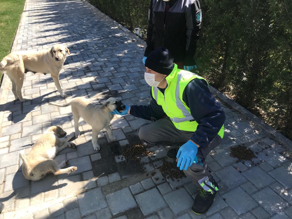 İzmir sokakta yaşayan hayvanları unutmadı
