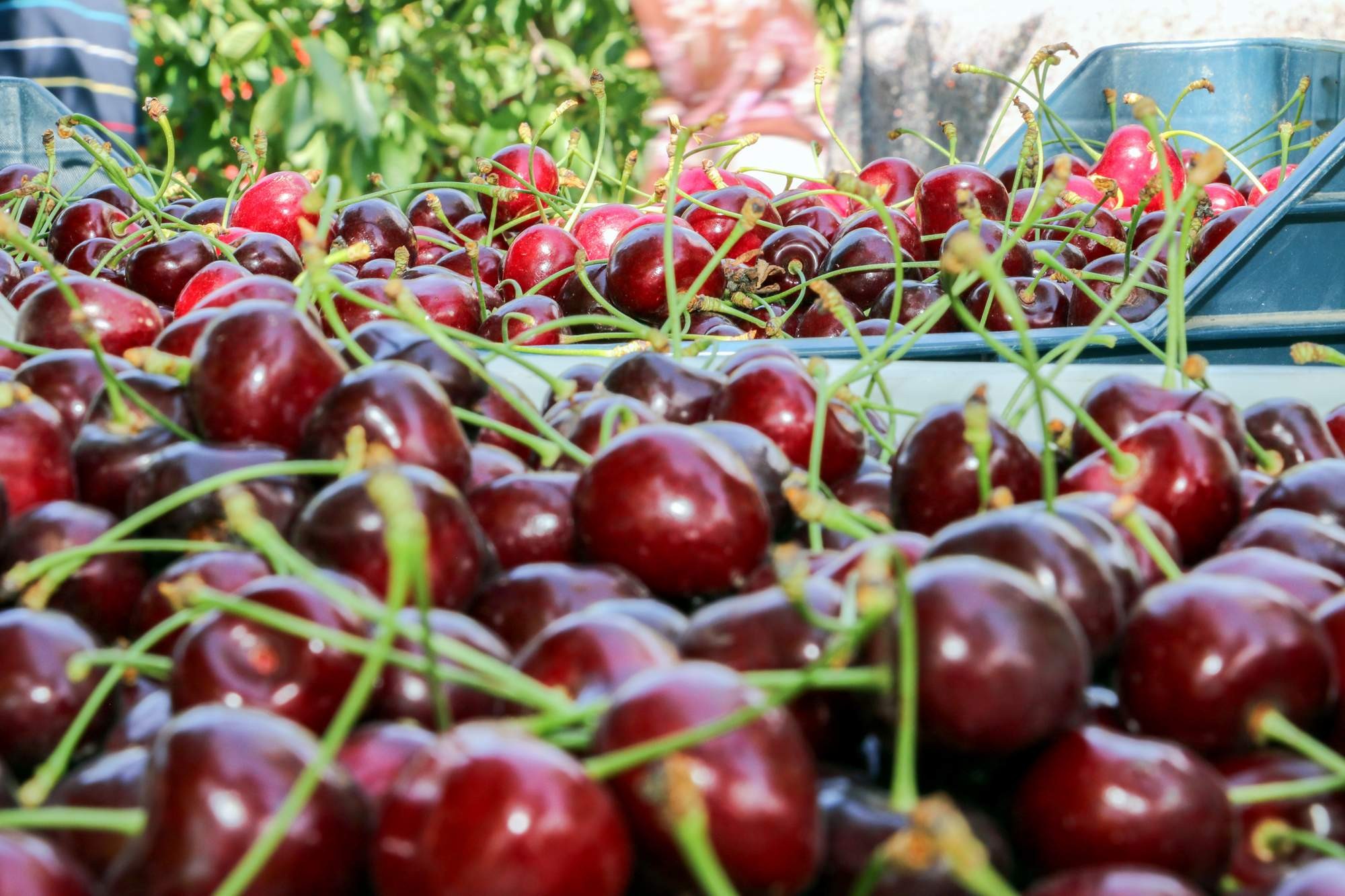 Kemalpaşa Kiraz Sezonu İçin Tedbirlerini Aldı