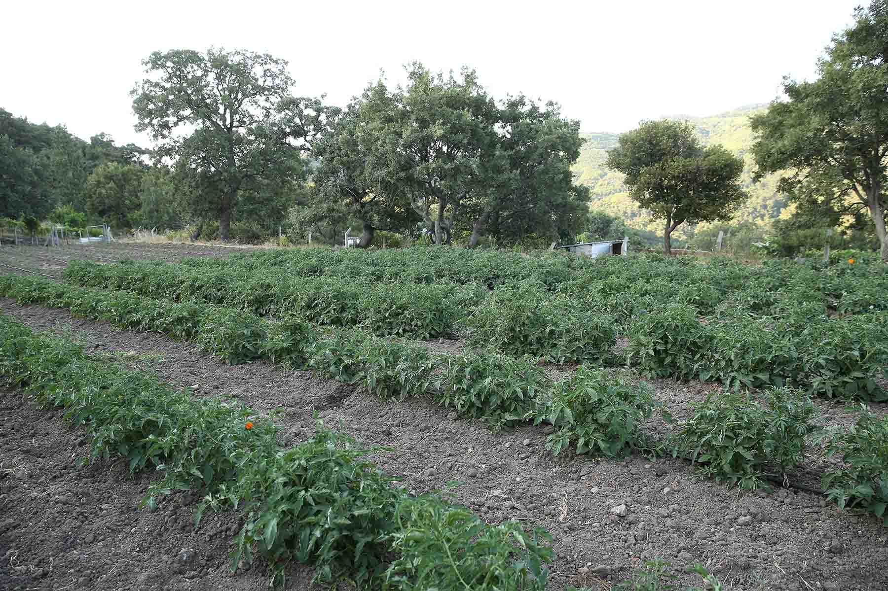 Karşıyaka’da tarımsal kalkınma hareketi başlıyor