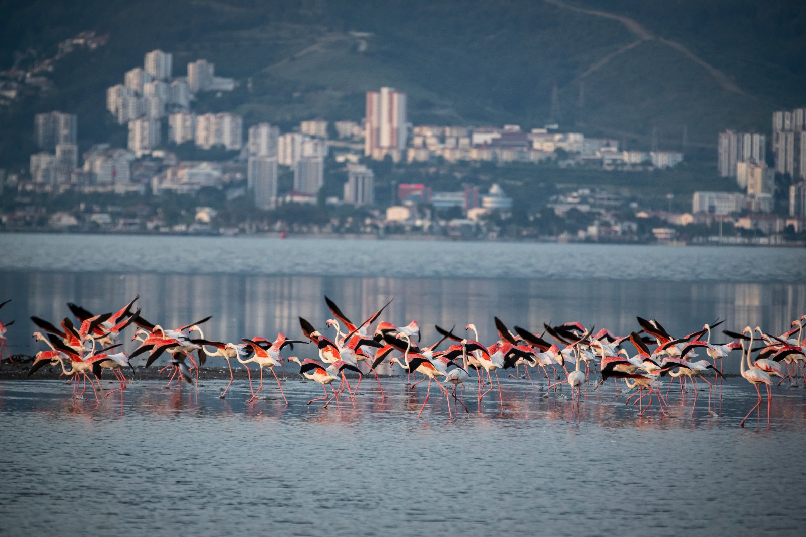 İzmir doğal yaşamla bütünleşecek