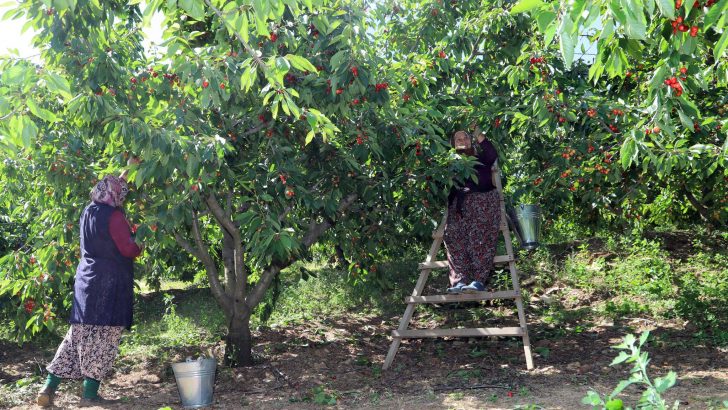 Dallarda Kiraz, Bayındır’da Bereket
