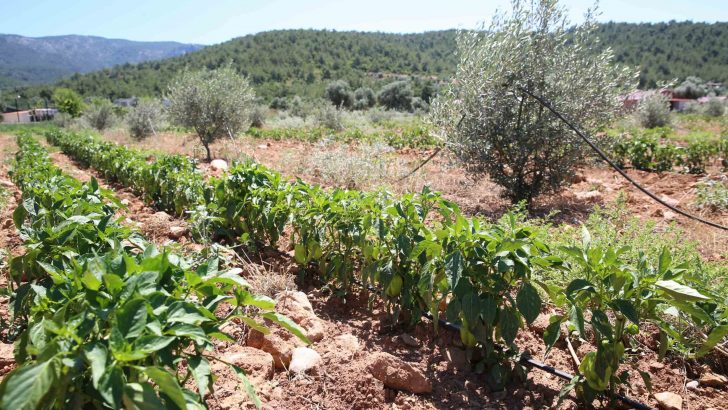 Buca’nın tarlalarından bereket fışkırıyor: 54 ton hasat bekleniyor