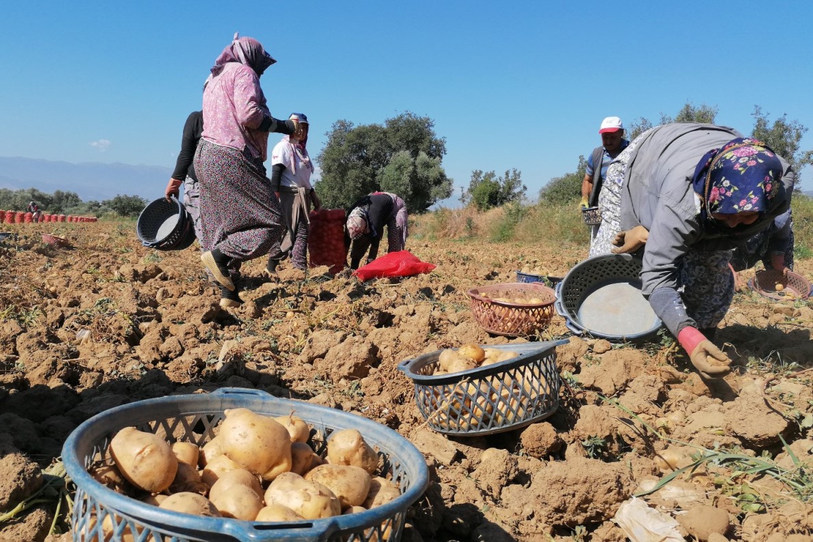 Patates üreticisine destek, belediyelere çağrı