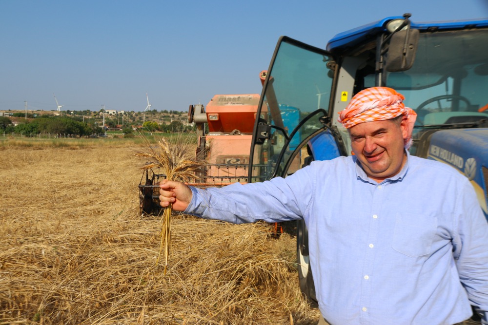 Çeşme’de ‘karakılçık buğdayı’ hasadı başladı