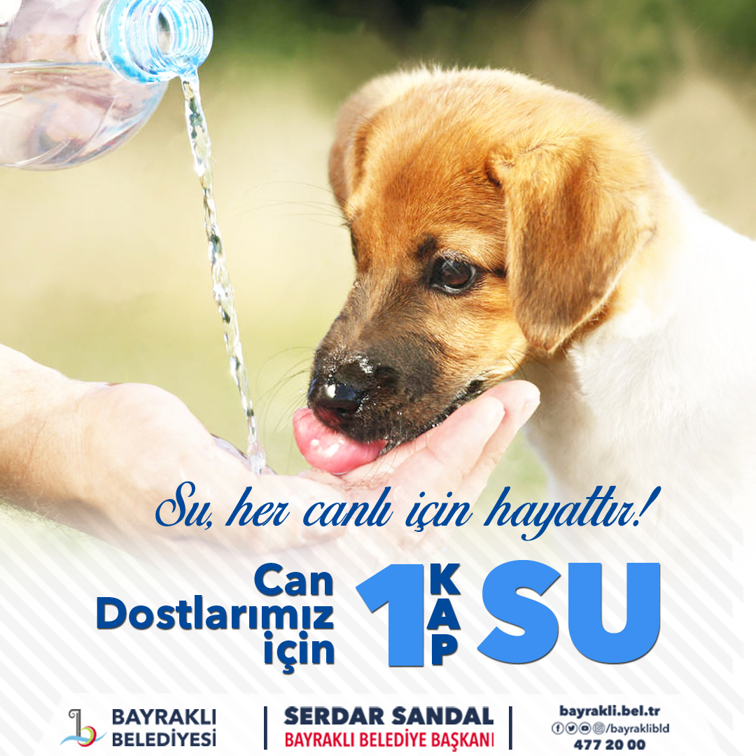 Sokak hayvanları için 'bir kap su' kampanyası