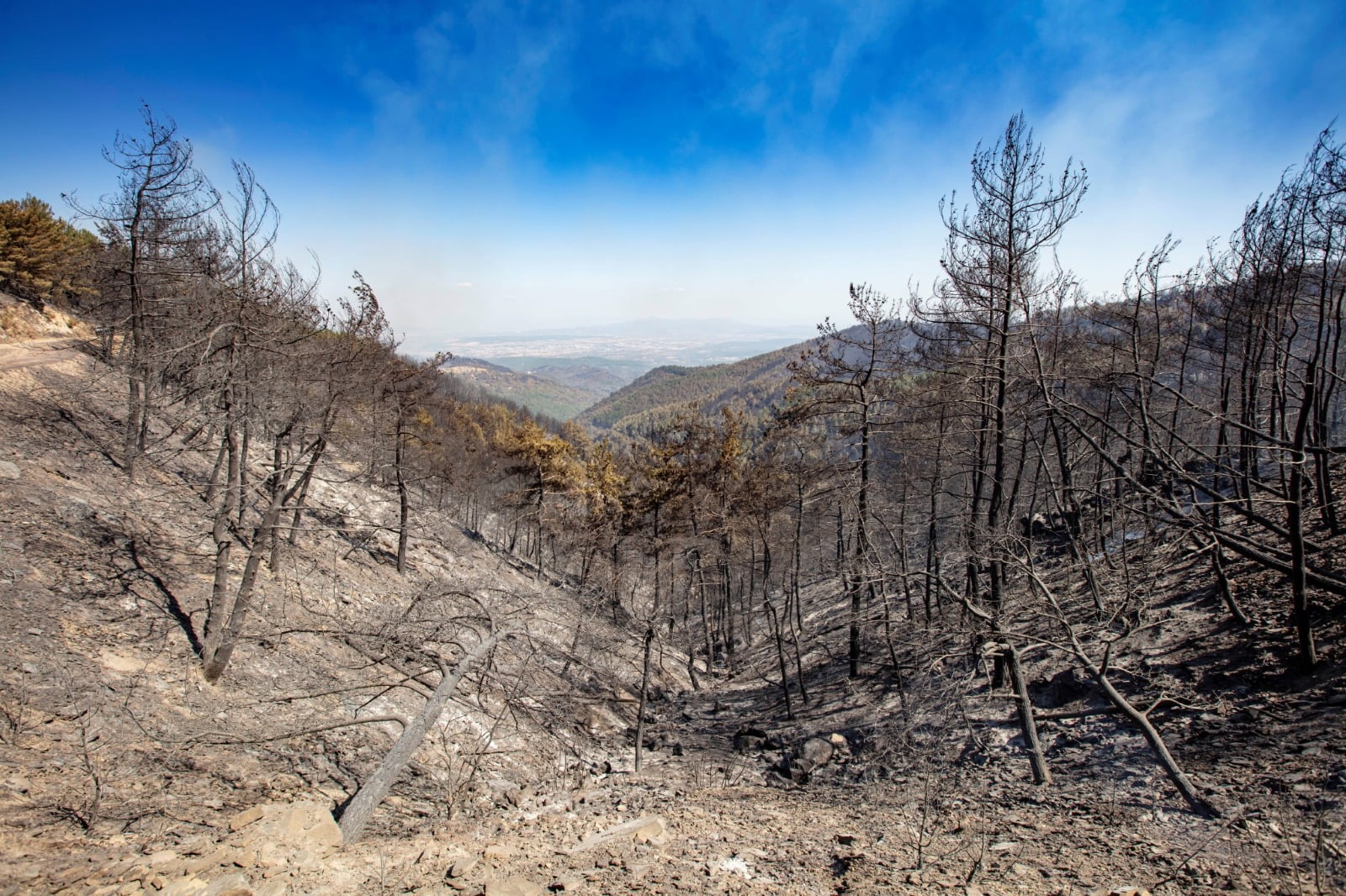 Yangının yıldönümünde Büyükşehir’den Orman İzmir raporu
